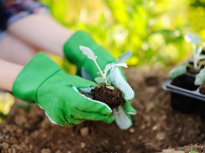 Woman planting seedlings in bed in the garden at summer sunny day